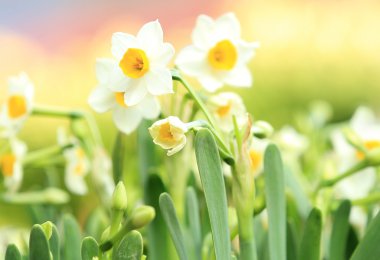 Narcissus flowers clipart