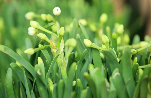 Květiny Narcis — Stock fotografie