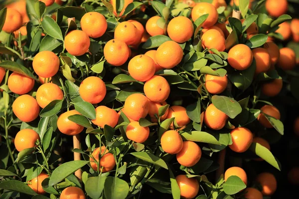 Oranges jaunes d'agrumes — Photo