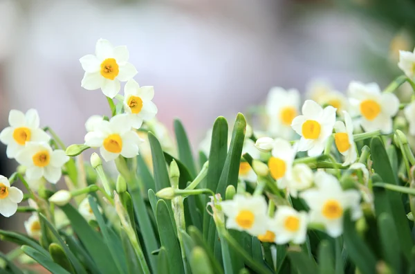 Narcisser blommor — Stockfoto