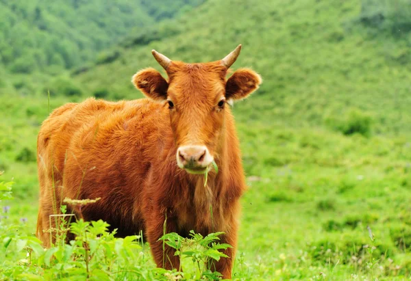 Egy kíváncsi tejelő tehén s — Stock Fotó