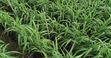 Tarlada büyüyen şeker kamışı bitkilerinin havadan görünüşü