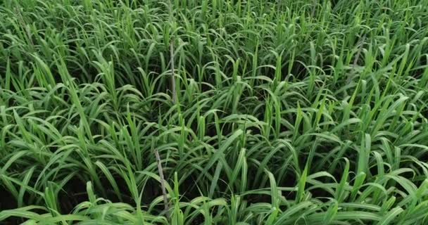 Luftaufnahme Von Zuckerrohrpflanzen Die Auf Einem Feld Wachsen — Stockvideo