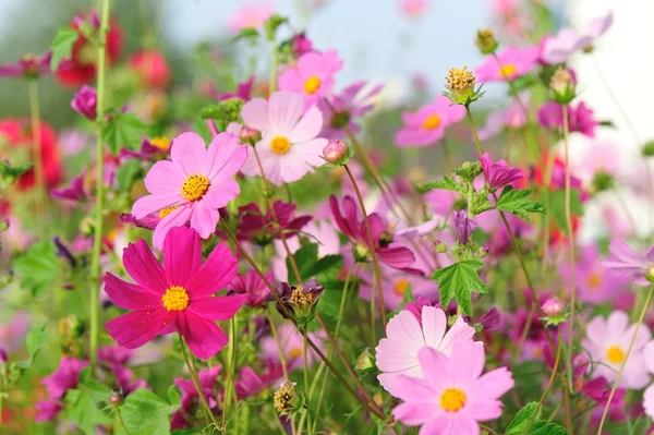 Beautiful cosmos flowers — Stock Photo, Image