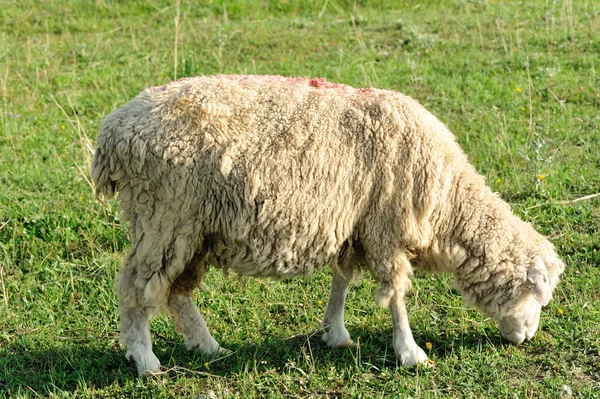 Pecora con agnelli — Foto Stock
