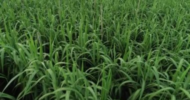 Tarlada büyüyen şeker kamışı bitkilerinin havadan görünüşü