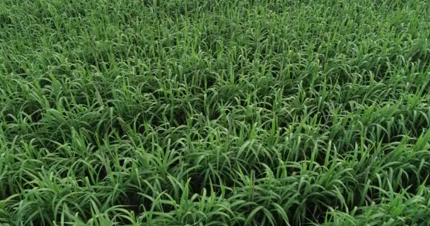 Vista Aérea Plantas Cana Açúcar Crescendo Campo — Vídeo de Stock