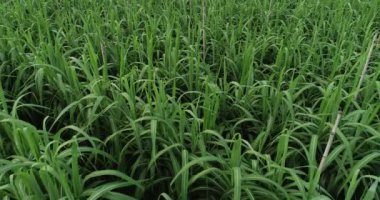 Tarlada büyüyen şeker kamışı bitkilerinin havadan görünüşü