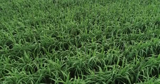 現場で栽培されているサトウキビ植物の空中風景 — ストック動画