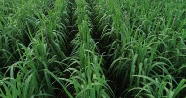 Tarlada büyüyen şeker kamışı bitkilerinin havadan görünüşü