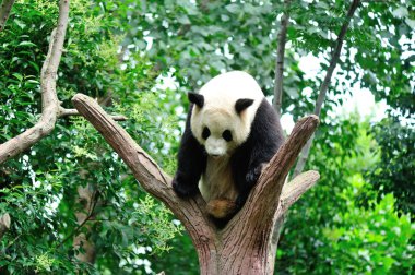 dev panda