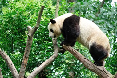 dev panda