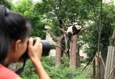 kadın fotoğrafçı çekimi fotoğraf Panda