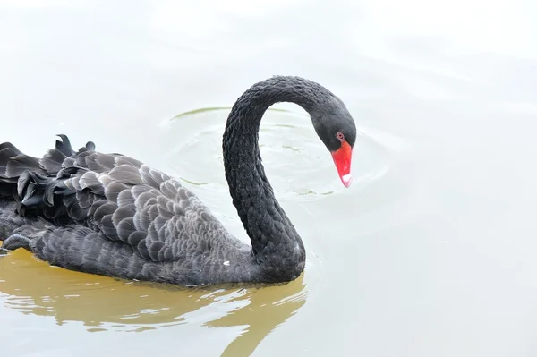 Un cisne negro nadando en una piscina —  Fotos de Stock