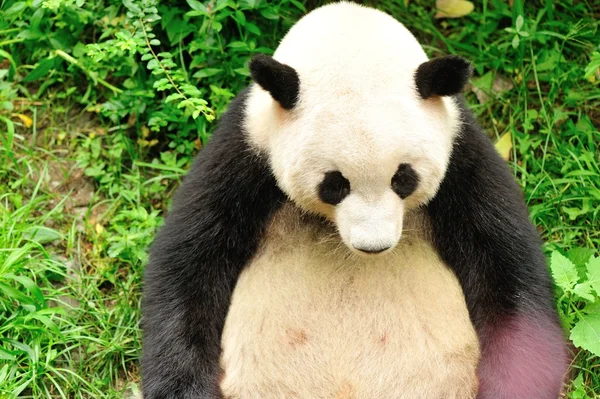 Panda gigante — Foto de Stock