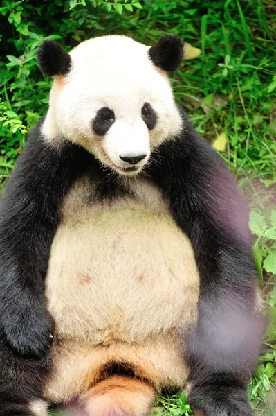 Panda gigante — Foto Stock