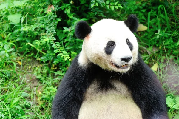 Panda gigante — Foto de Stock