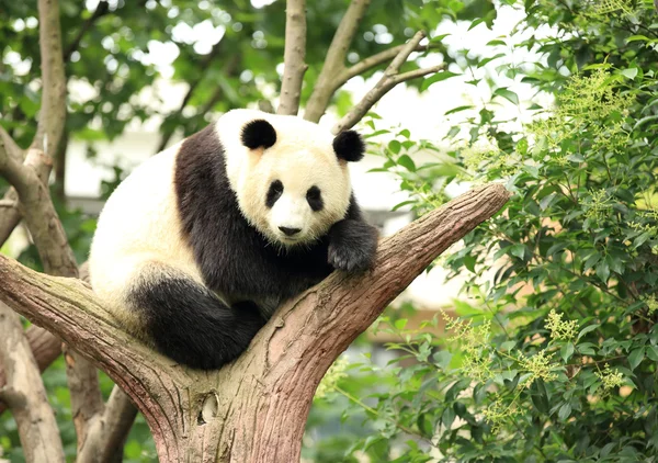 Panda gigante — Foto Stock