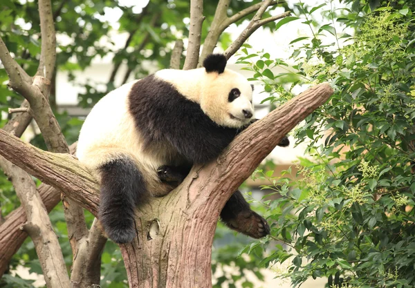 Panda gigante — Foto Stock