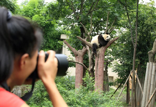 Woman photographer taking photo of panda — Stock Photo, Image