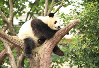 dev panda