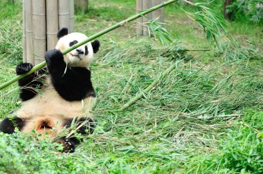 dev panda