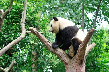 Giant panda clipart