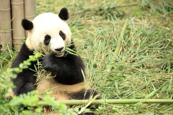 Panda gigante — Foto Stock