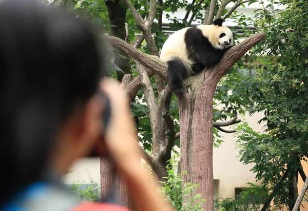 Mujer fotógrafa tomando fotos de panda — Foto de Stock