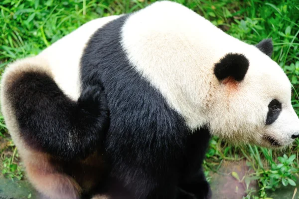 Panda gigante — Fotografia de Stock