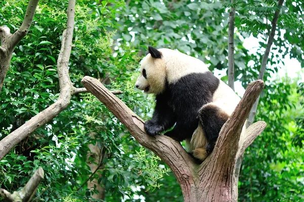 Giant panda — Stock Photo, Image