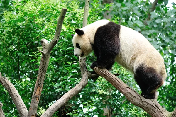 Giant panda — Zdjęcie stockowe