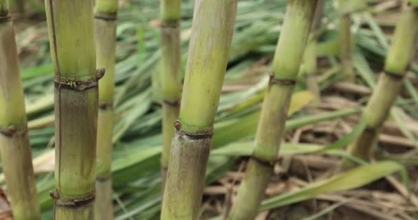 Zuckerrohrpflanzen Wachsen Auf Dem Feld — Stockvideo