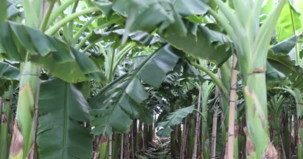 Plátanos Que Crecen Jardín — Vídeo de stock