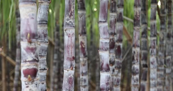 Plantas Cana Açúcar Crescendo Campo — Vídeo de Stock