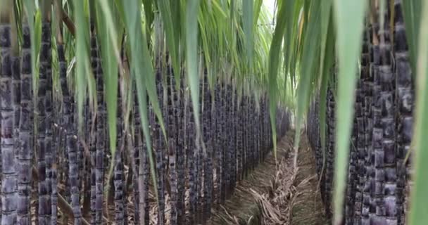 Plantas Caña Azúcar Creciendo Campo — Vídeos de Stock
