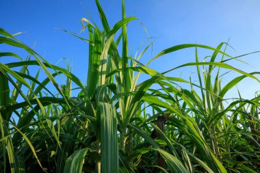 Mavi gökyüzünün altında büyüyen şeker kamışı bitkileri