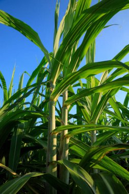 Tarlada yetişen şeker kamışı bitkileri