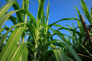 Mavi gökyüzünün altında büyüyen şeker kamışı bitkileri
