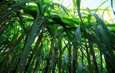 Tarlada yetişen şeker kamışı bitkileri