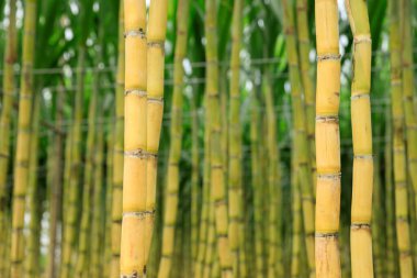 Bitkilerin yetiştiği şeker kamışı tarlası