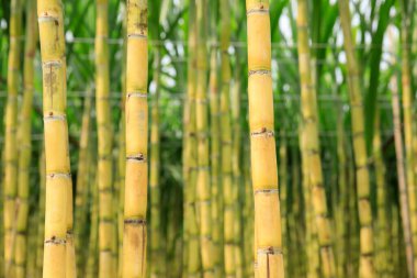 Sugarcane field with plants growing clipart