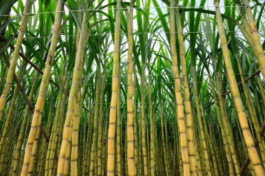 Sugarcane field with plants growing clipart