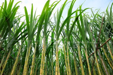 Bitkilerin yetiştiği şeker kamışı tarlası