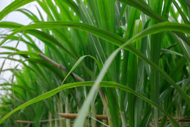 Bitkilerin yetiştiği şeker kamışı tarlası