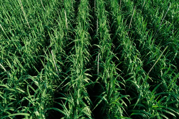 Vista Aérea Plantas Cana Açúcar Crescendo Campo — Fotografia de Stock