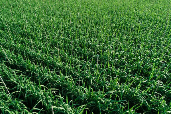 Luchtfoto Van Suikerrietplanten Die Het Veld Groeien — Stockfoto