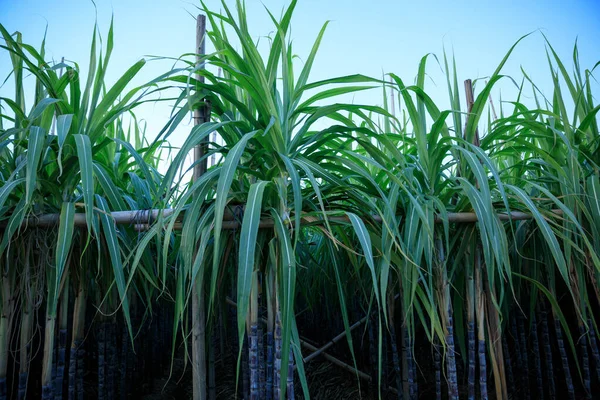 Plantas Caña Azúcar Creciendo Campo —  Fotos de Stock