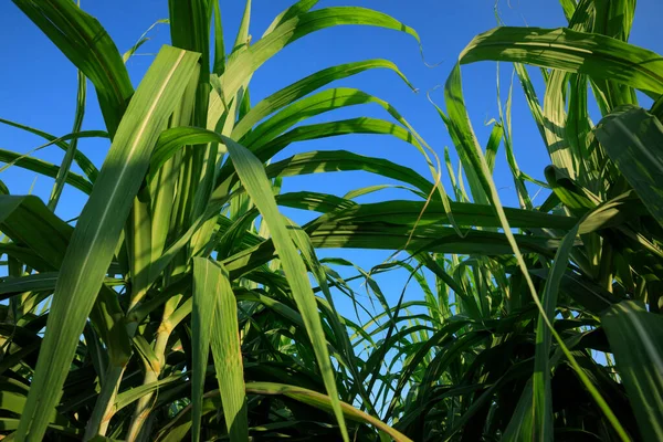 Сахарный Тростник Растет Голубым Небом — стоковое фото