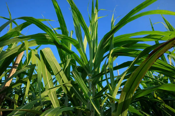 Сахарный Тростник Растет Голубым Небом — стоковое фото
